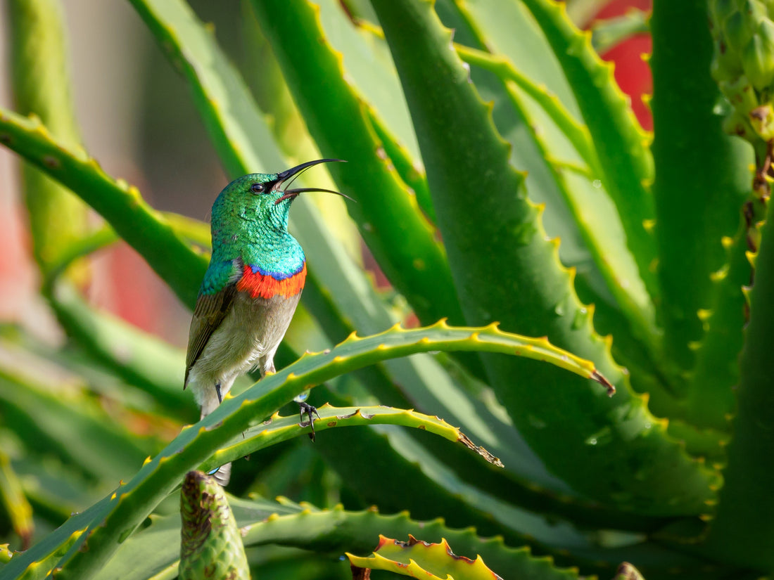 Aloe Vera And Skin Serum