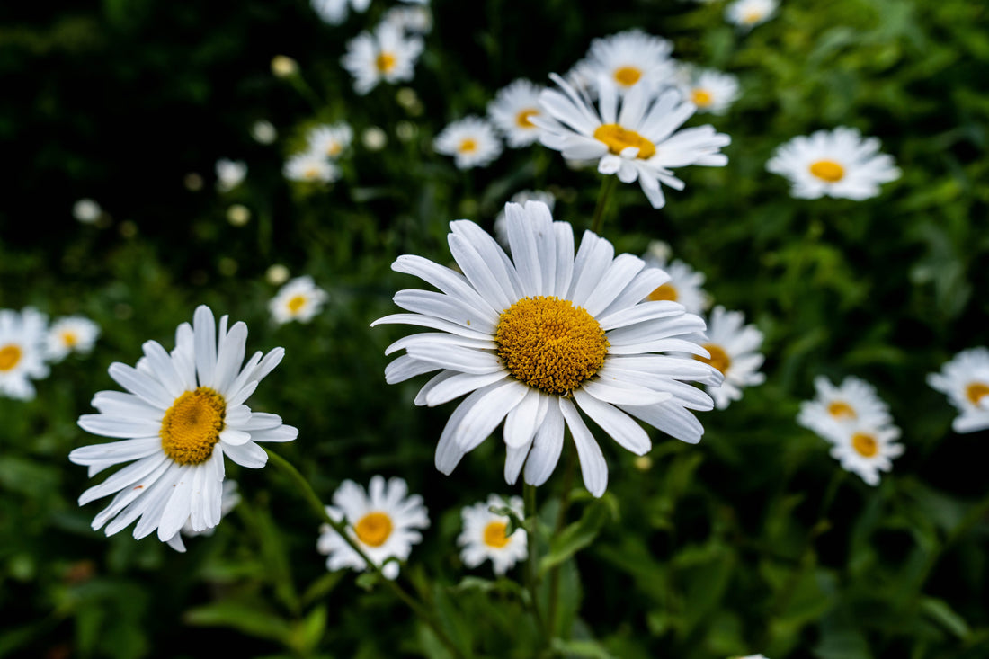 Role Of Chamomile In Skin Serum